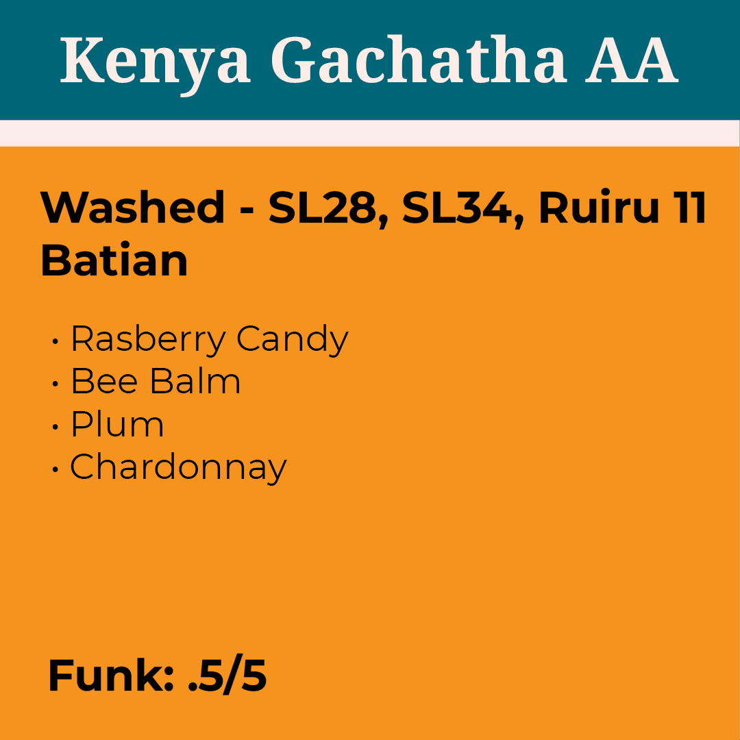 Kenya Gachatha AA packshot