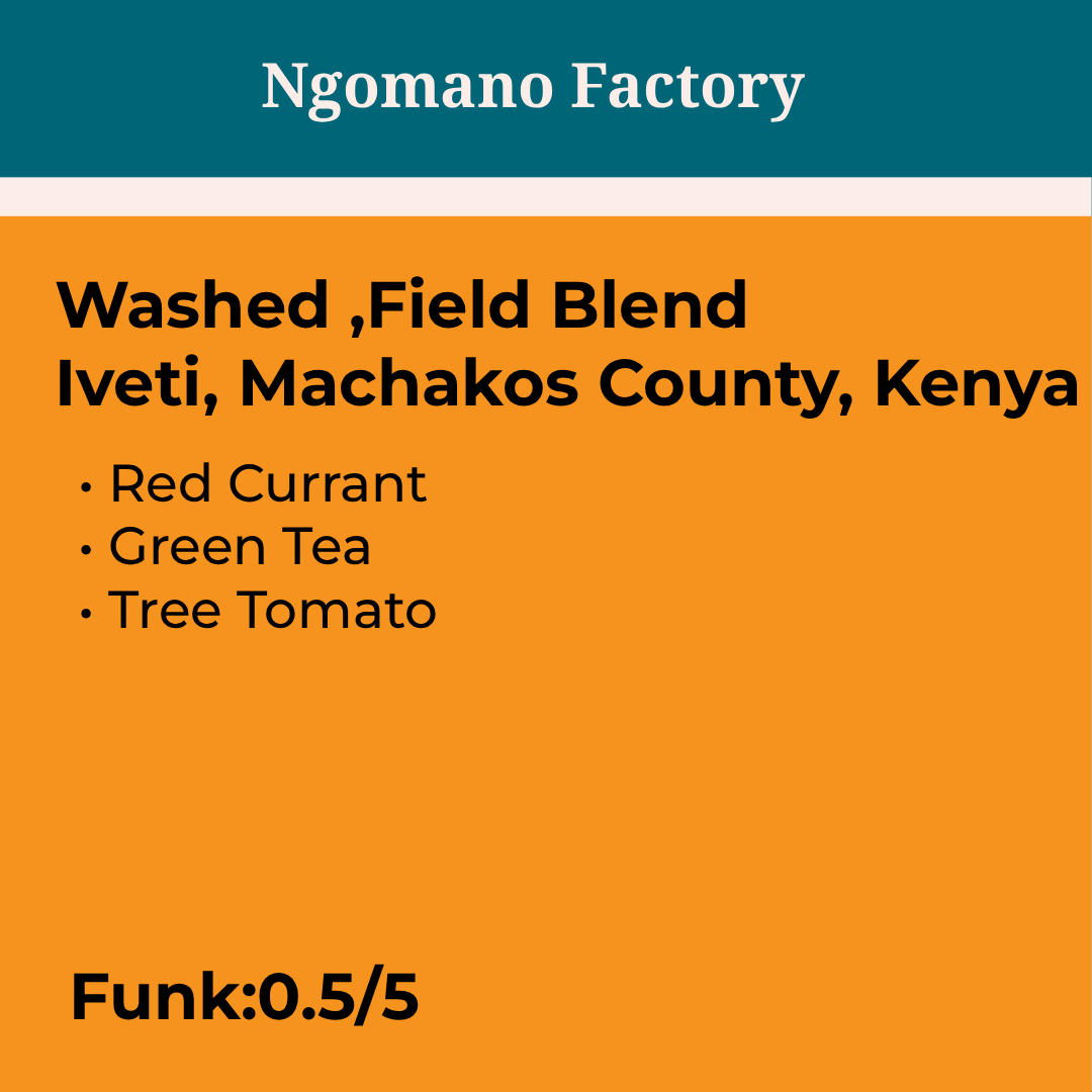 Kenya Ngomano Factory Washed