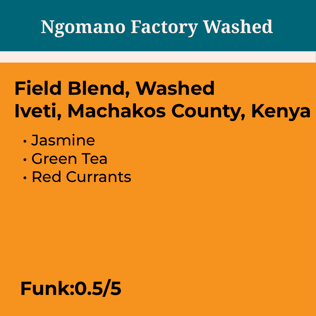 Kenya Ngomano Factory Washed - Rested
