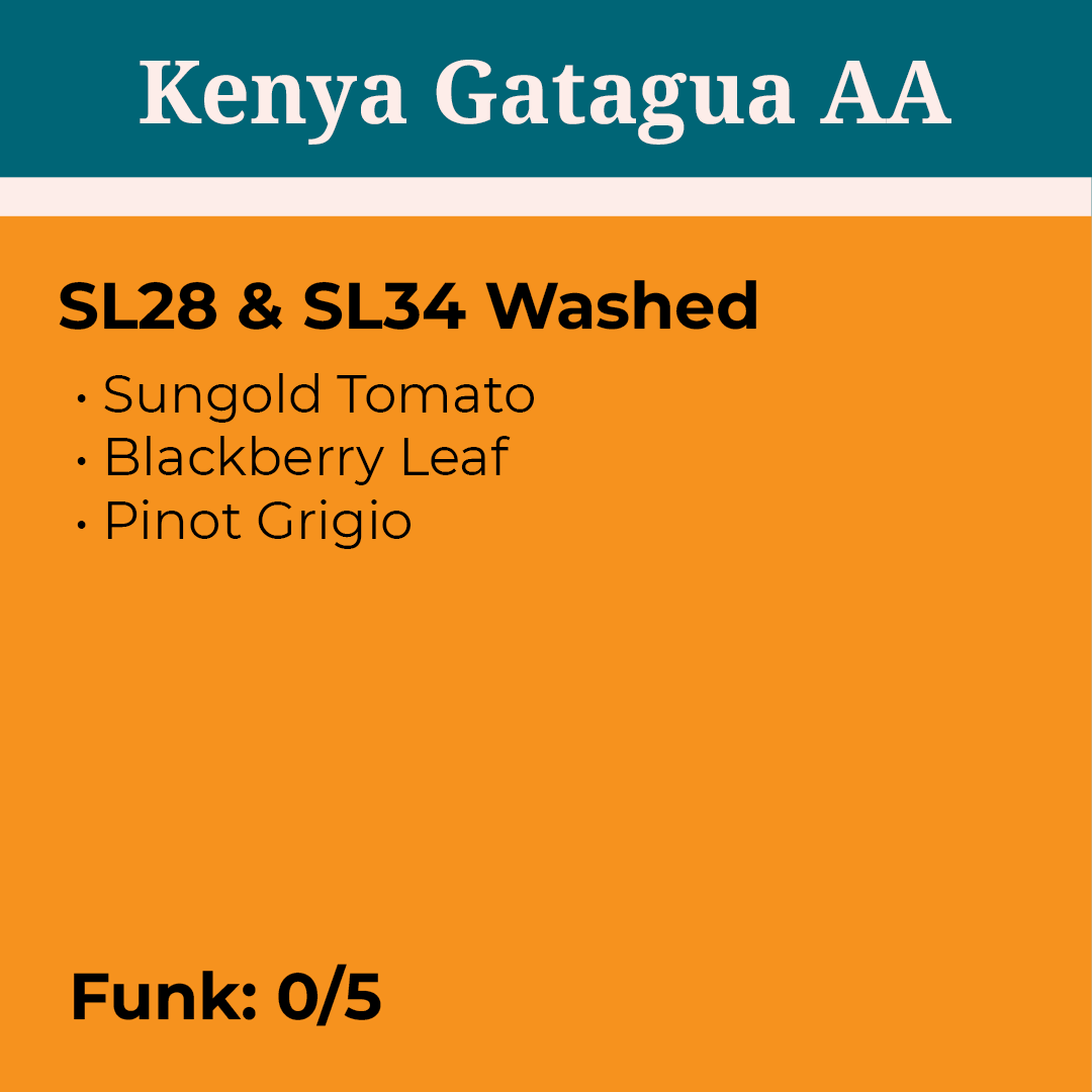 Kenya Gatagua AA Washed packshot