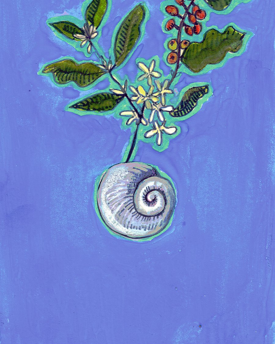 Moon Snail Dreams Of Arabica by Alena